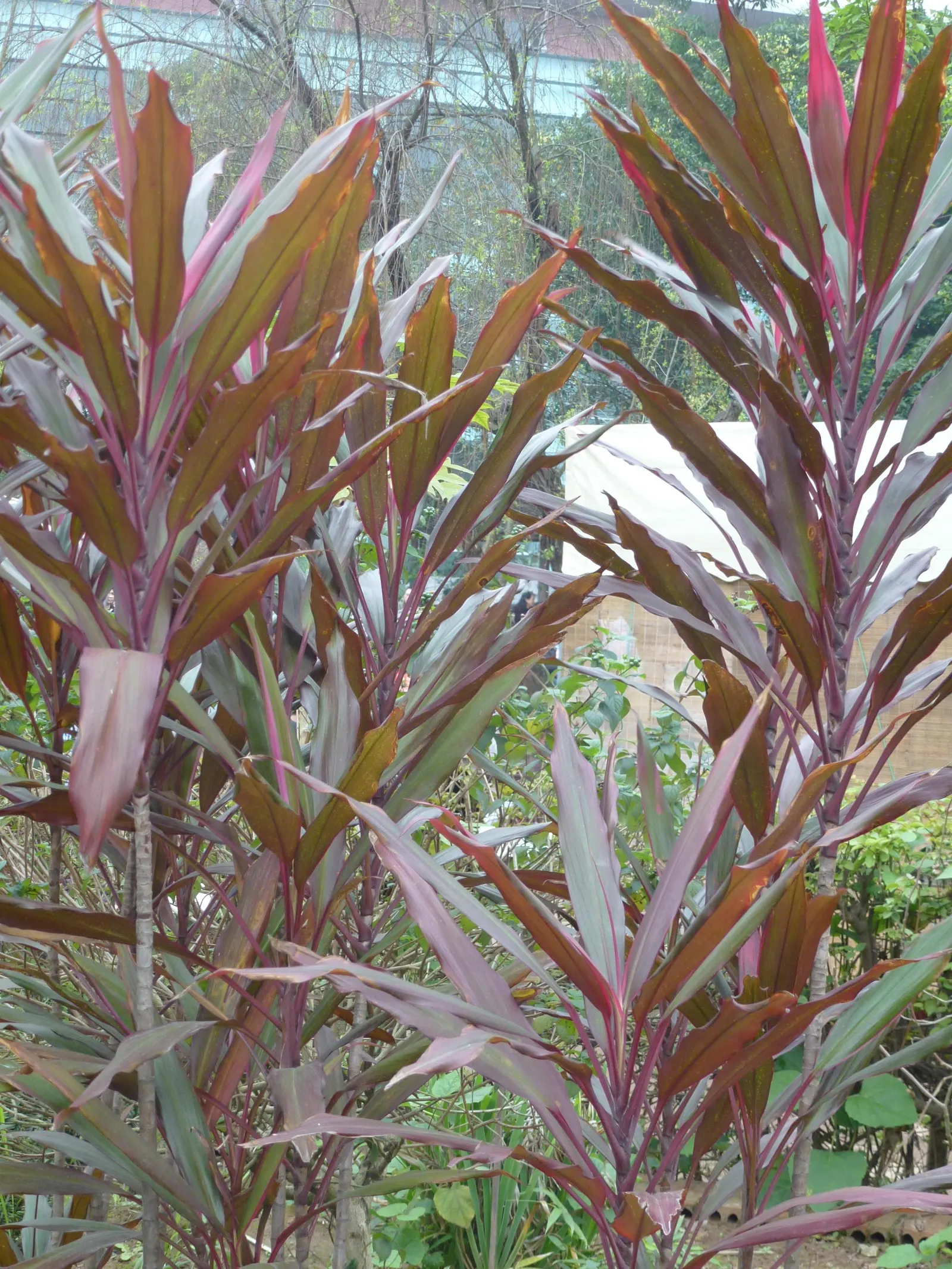 Hawaiian Ti Plant (Cordyline Terminalis) — vibrant leaves arching 1-2 ft long; consider placing it as a focal point or in groups to achieve a lush, image 122