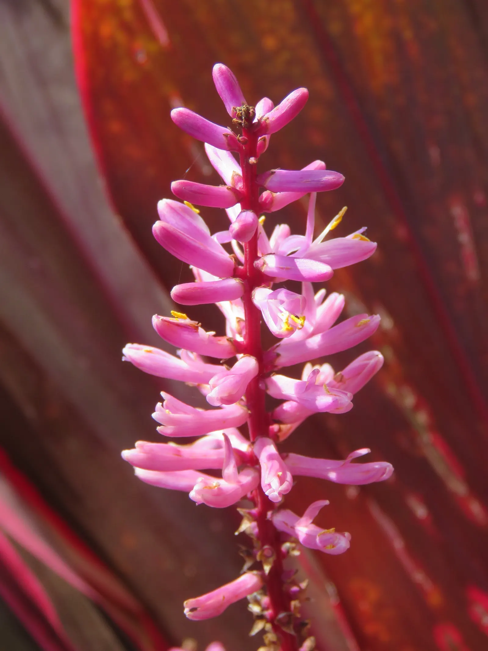 Hawaiian Ti Plant (Cordyline Terminalis) — indicating suitability for warmer climates or as a houseplant in cooler regions; cordyline fruticosa, image 160