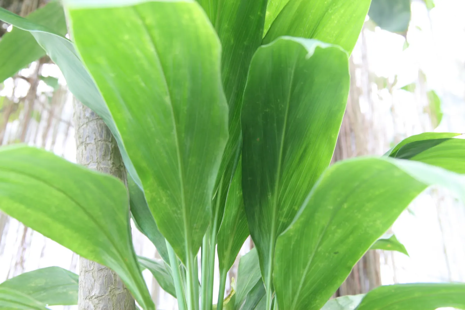 Hawaiian Ti Plant (Cordyline Terminalis) — Seasonal blooms, purple or white, appear atop 1 ft stalks; vibrant leaves arching 1-2 ft long, image 170