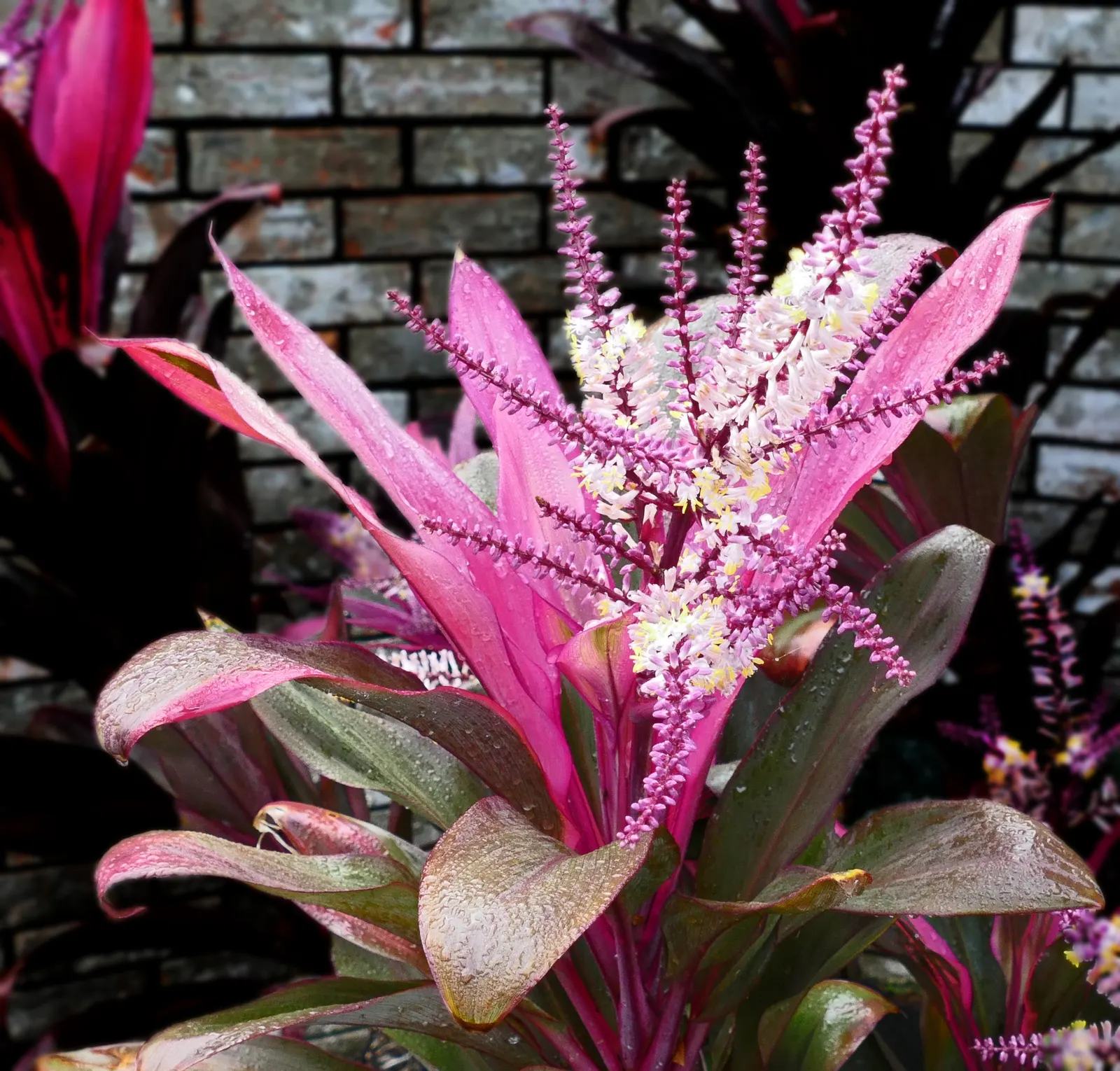 Hawaiian Ti Plant (Cordyline Terminalis) — Prefers indirect sunlight, growing 3-10 ft high and 2-4 ft wide at maturity, image 168
