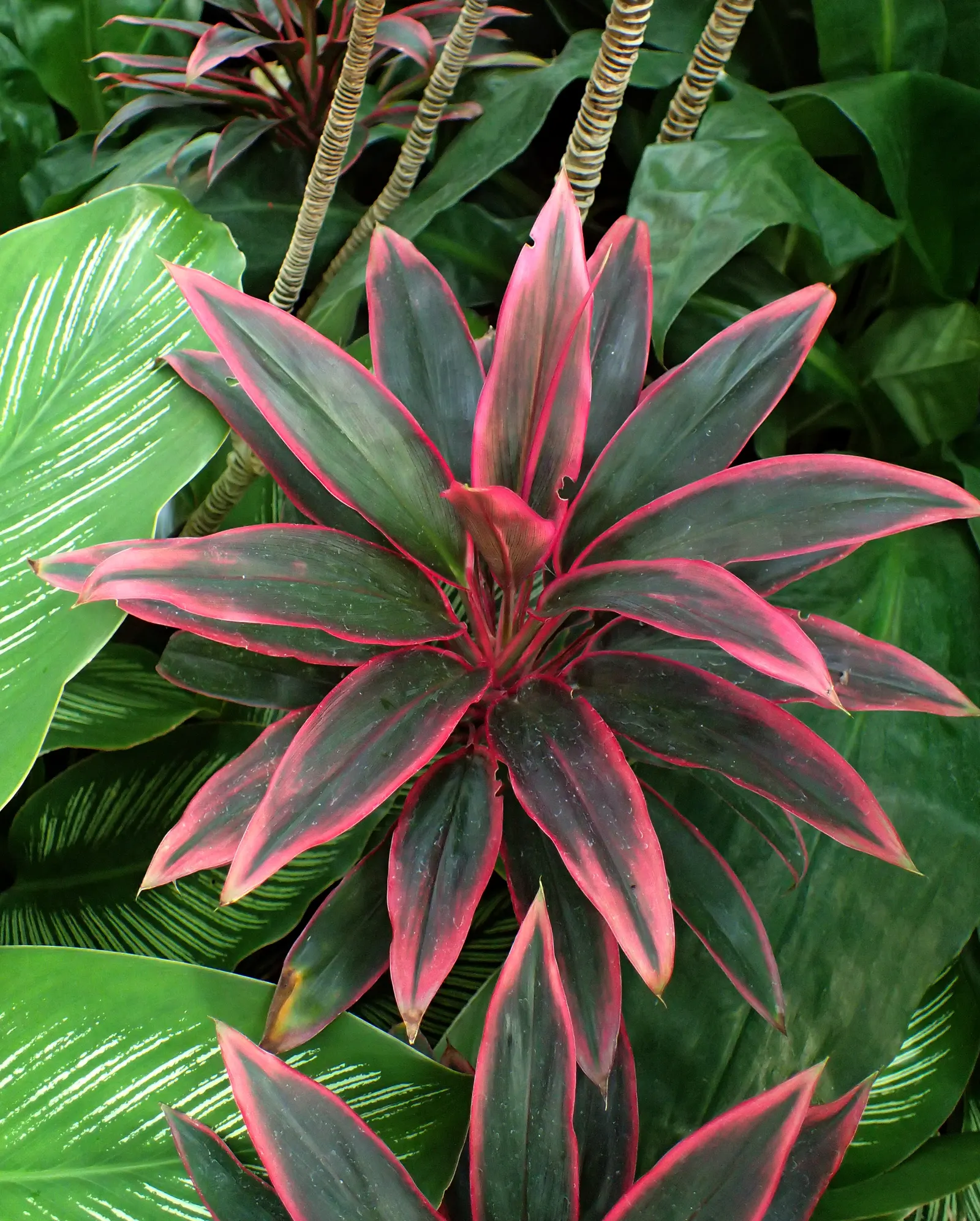 Hawaiian Ti Plant (Cordyline Terminalis) — imbues tropical flair with its evergreen; this striking accent thrives in well-drained soil with moderate water