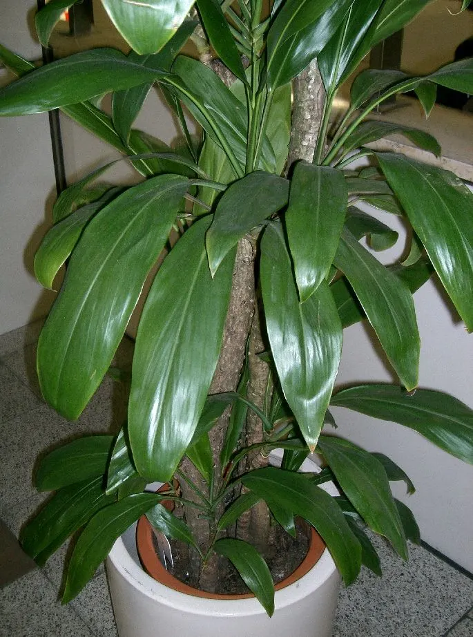 Hawaiian Ti Plant (Cordyline Terminalis) — enchanting both the client and visitors with its rich colors and striking appearance; seasonal blooms, image 89