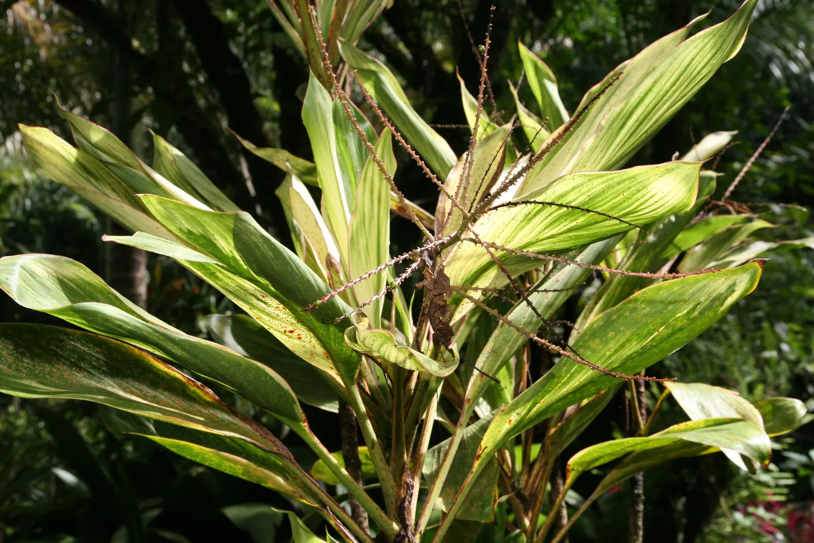 Hawaiian Ti Plant (Cordyline Terminalis) — enchanting both the client and visitors with its rich colors and striking appearance; seasonal blooms, image 134