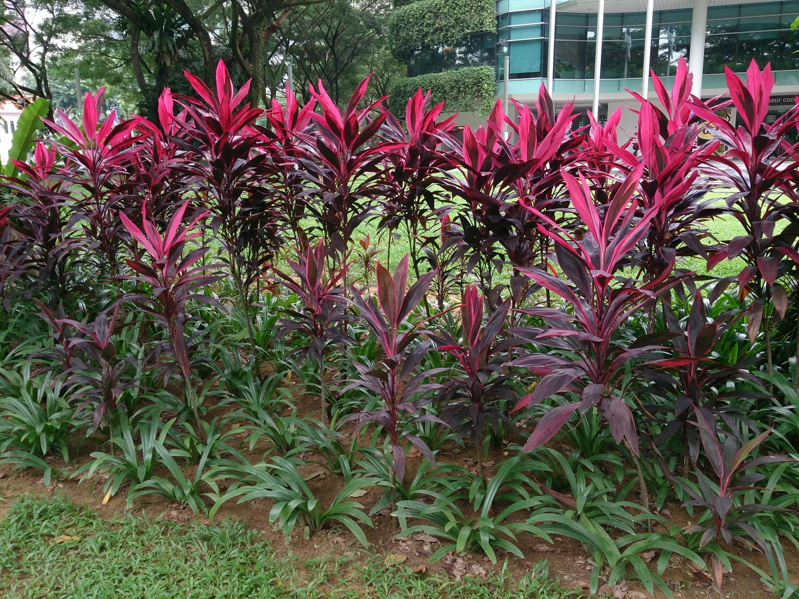 Hawaiian Ti Plant (Cordyline Terminalis) — this resilient and low-maintenance plant can become a captivating feature, image 193