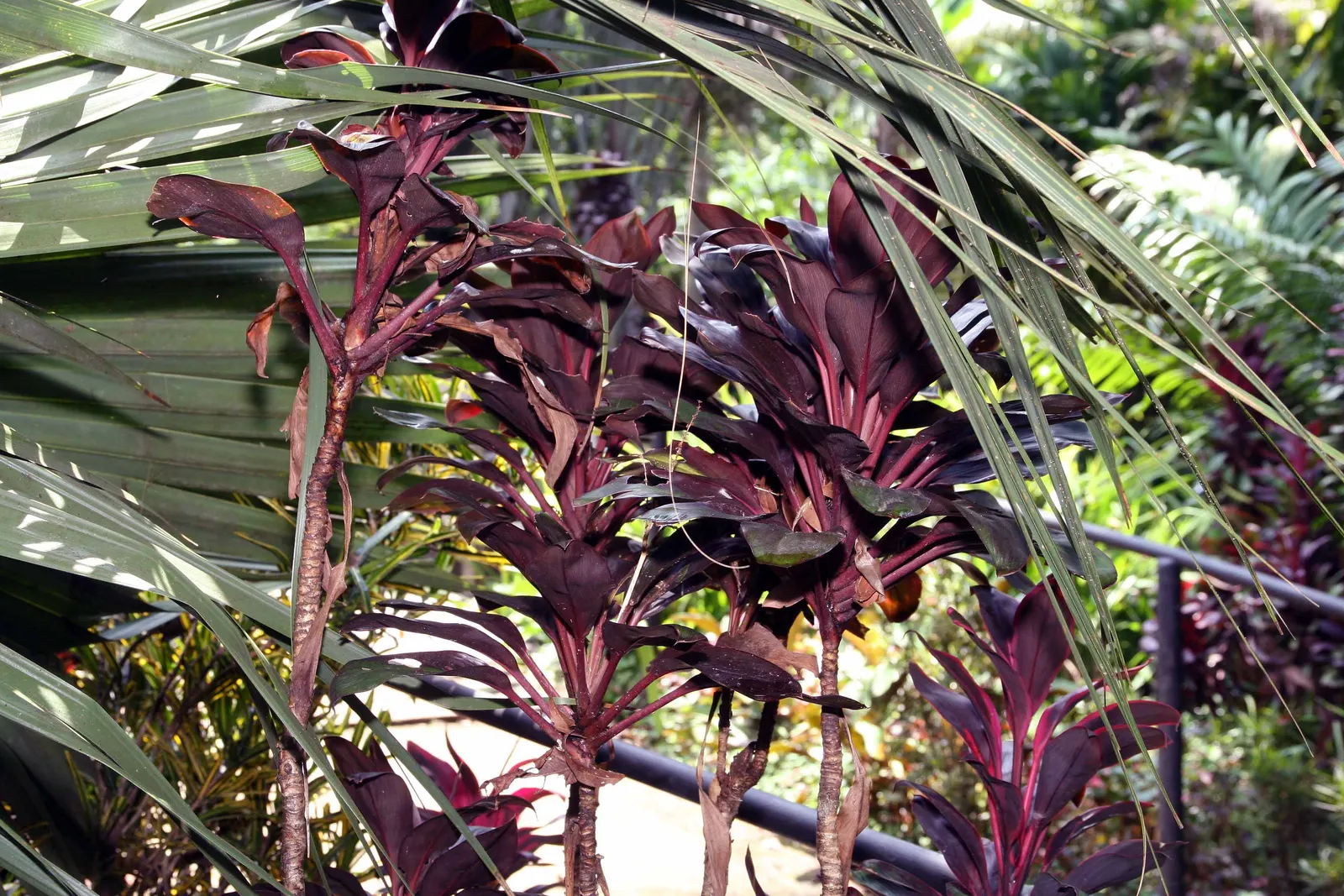 Hawaiian Ti Plant (Cordyline Terminalis) — enchanting both the client and visitors with its rich colors and striking appearance; seasonal blooms, image 149