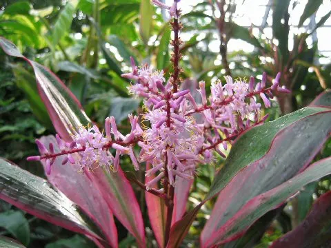 Hawaiian Ti Plant (Cordyline Terminalis) — enchanting both the client and visitors with its rich colors and striking appearance