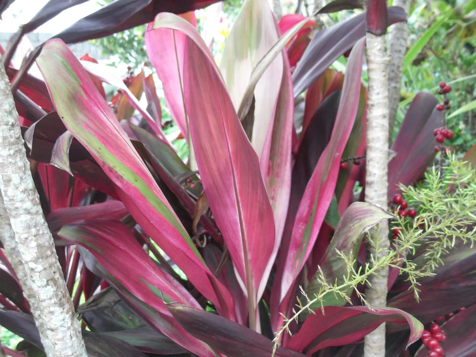 Hawaiian Ti Plant (Cordyline Terminalis) — Excellent for statement bordering or container planting, offering year-round foliage interest; from deep, image 36