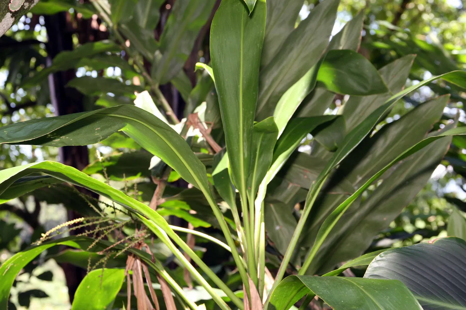 Hawaiian Ti Plant (Cordyline Terminalis) — Cordyline fruticosa (formerly known as Cordyline terminalis)