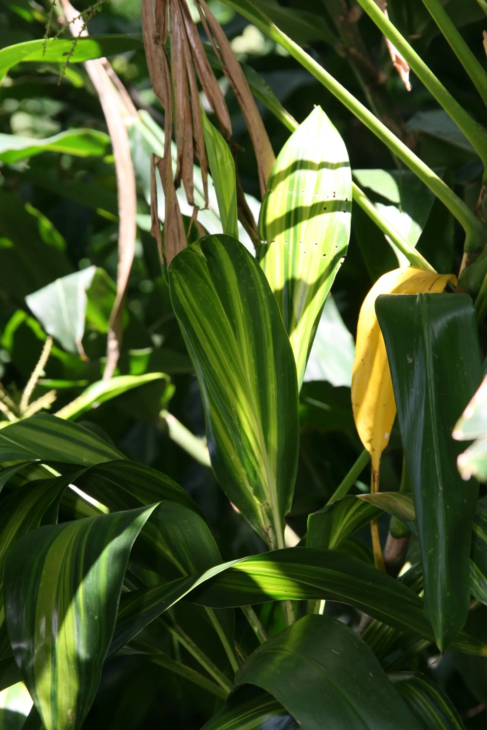 Hawaiian Ti Plant (Cordyline Terminalis) — indicating suitability for warmer climates or as a houseplant in cooler regions; cordyline fruticosa, image 190
