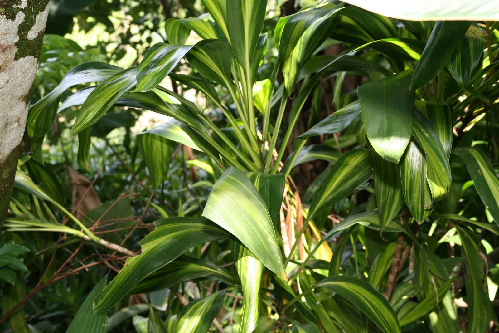 Hawaiian Ti Plant (Cordyline Terminalis) — perennial for full or half