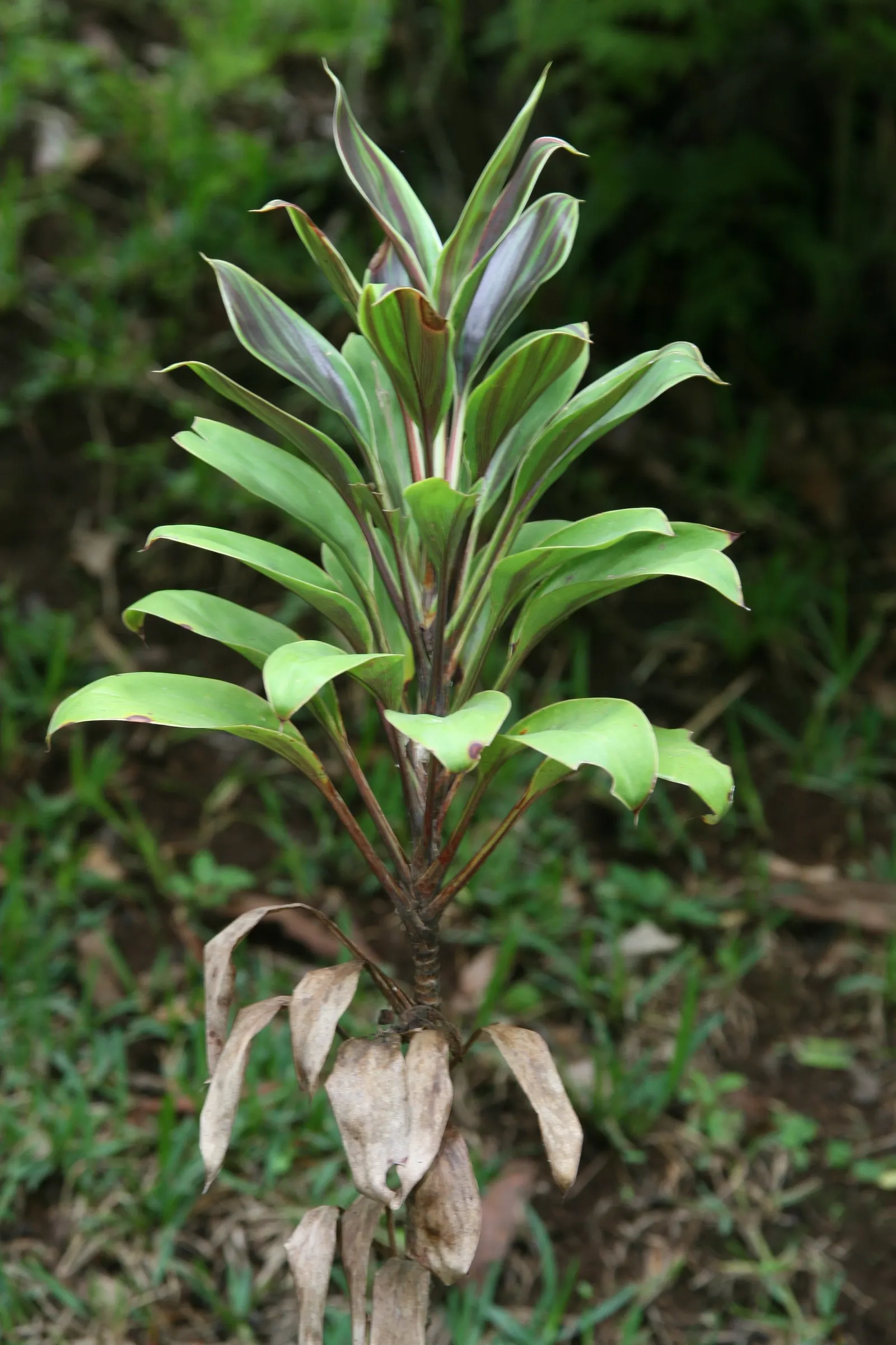 Hawaiian Ti Plant (Cordyline Terminalis) — this resilient and low-maintenance plant can become a captivating feature, image 103