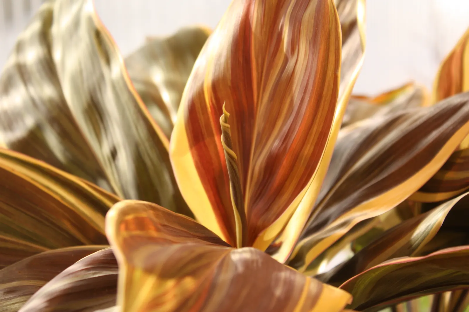 Hawaiian Ti Plant (Cordyline Terminalis) — Seasonal blooms, purple or white, appear atop 1 ft stalks; vibrant leaves arching 1-2 ft long, image 140