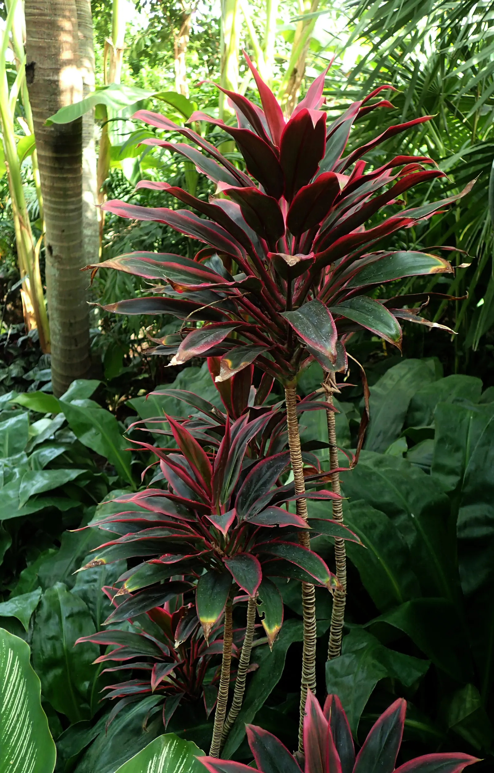 Hawaiian Ti Plant (Cordyline Terminalis) — Excellent for statement bordering or container planting, offering year-round foliage interest; from deep, image 66