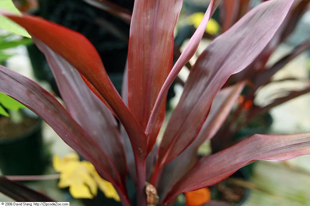 Hawaiian Ti Plant (Cordyline Terminalis) — Regular watering to maintain evenly moist soil and an application of a balanced; excellent for statement, image 72