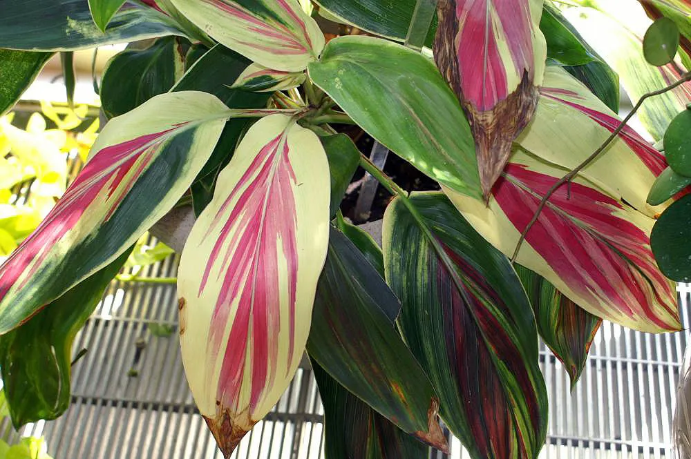 Hawaiian Ti Plant (Cordyline Terminalis) — imbues tropical flair with its evergreen; this striking accent thrives in well-drained soil with, image 106