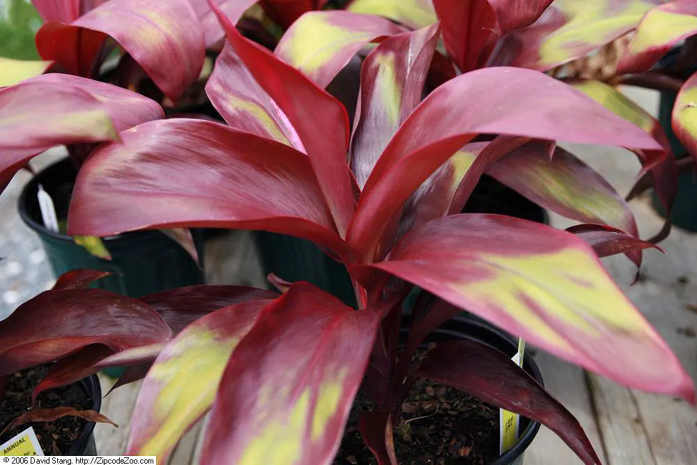 Hawaiian Ti Plant (Cordyline Terminalis) — from deep greens to variegated patterns of reds