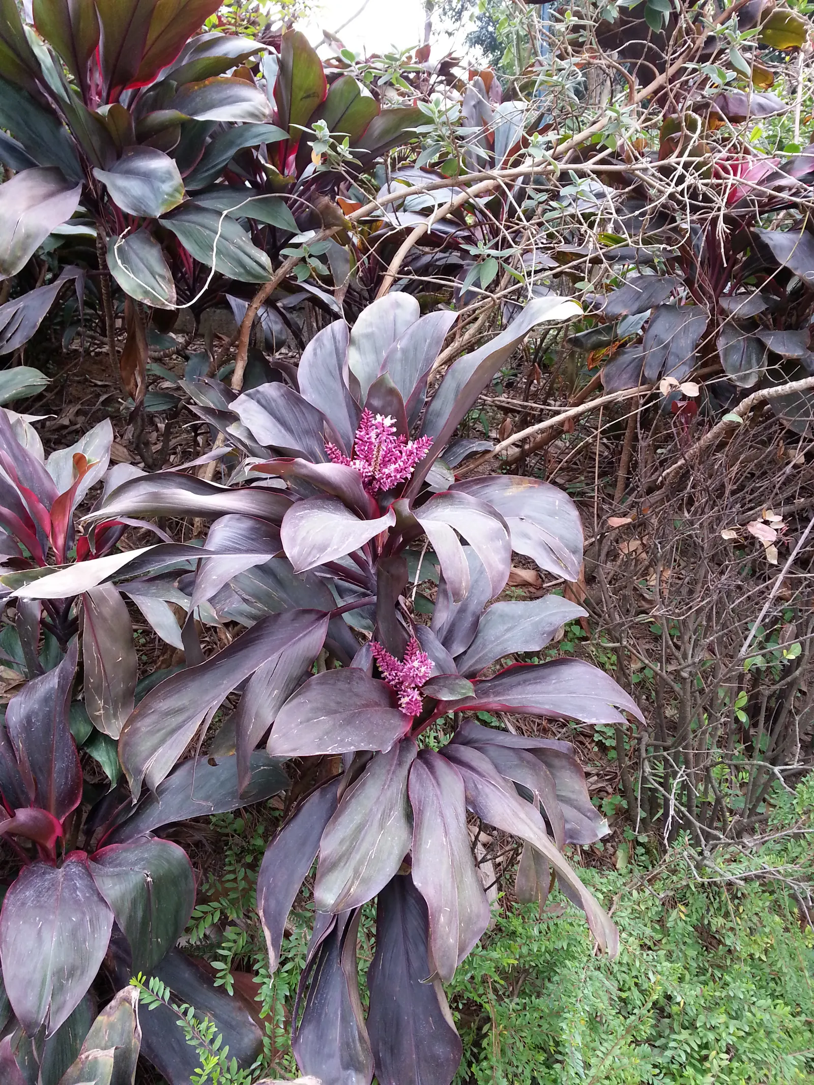 Hawaiian Ti Plant (Cordyline Terminalis) — vibrant leaves arching 1-2 ft long; consider placing it as a focal point or in groups to achieve a lush, image 152