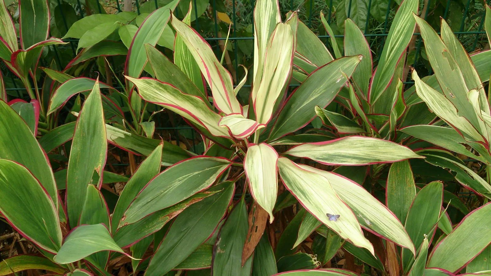 Hawaiian Ti Plant (Cordyline Terminalis) — consider placing it as a focal point or in groups to achieve a lush; enchanting both the client and, image 86