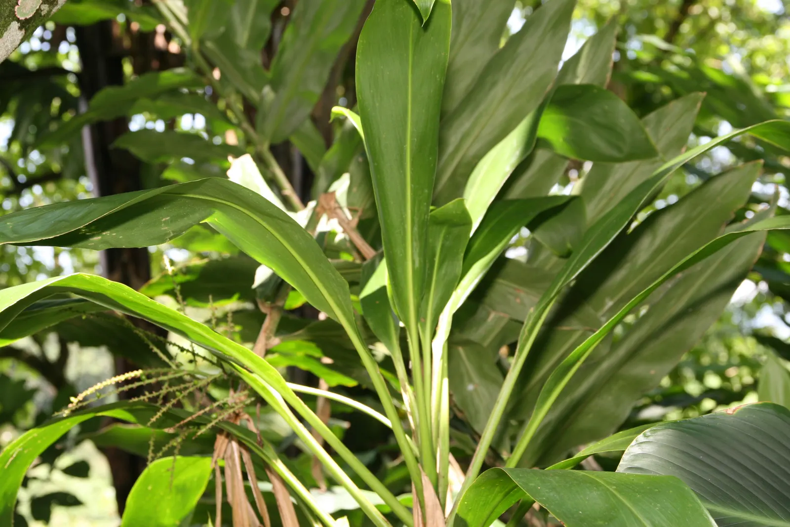 Hawaiian Ti Plant (Cordyline Terminalis) — Excellent for statement bordering or container planting, offering year-round foliage interest; from deep, image 96