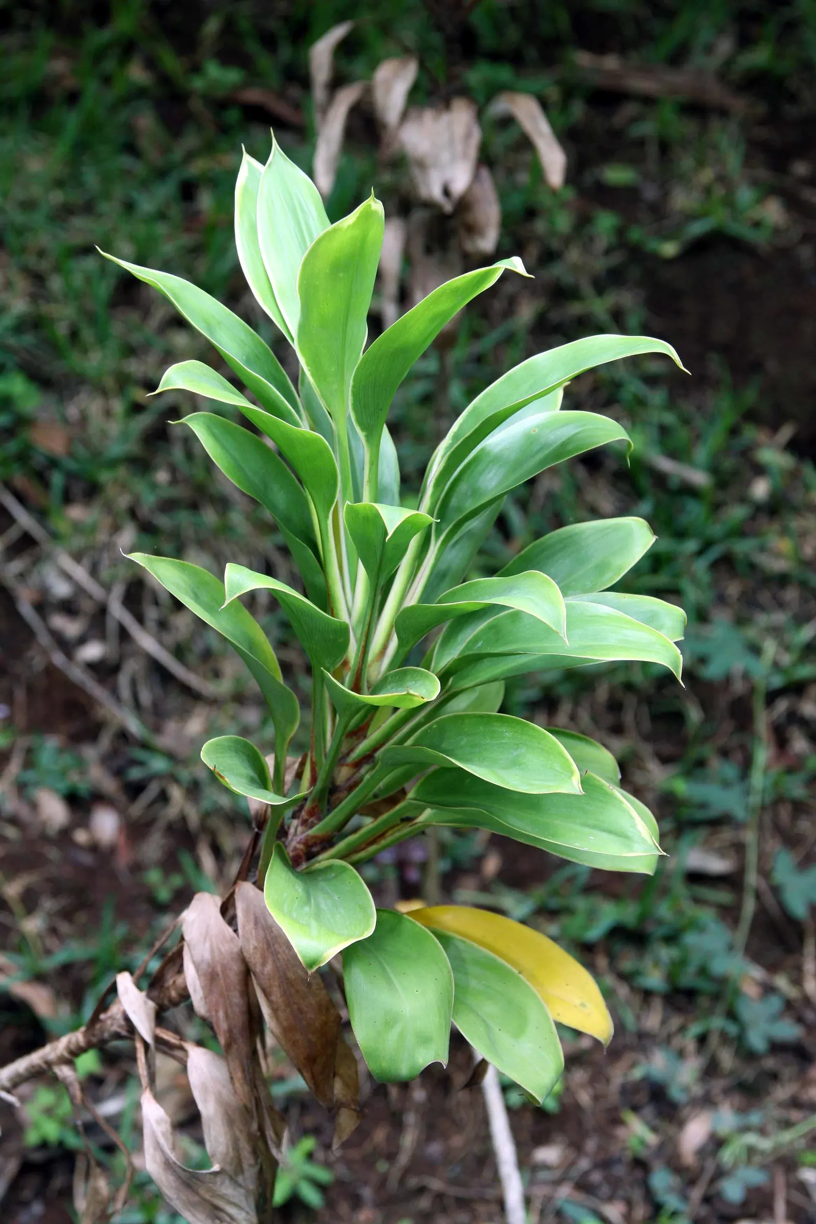 Hawaiian Ti Plant (Cordyline Terminalis) — The foliage presents in a stunning array of hues, image 173