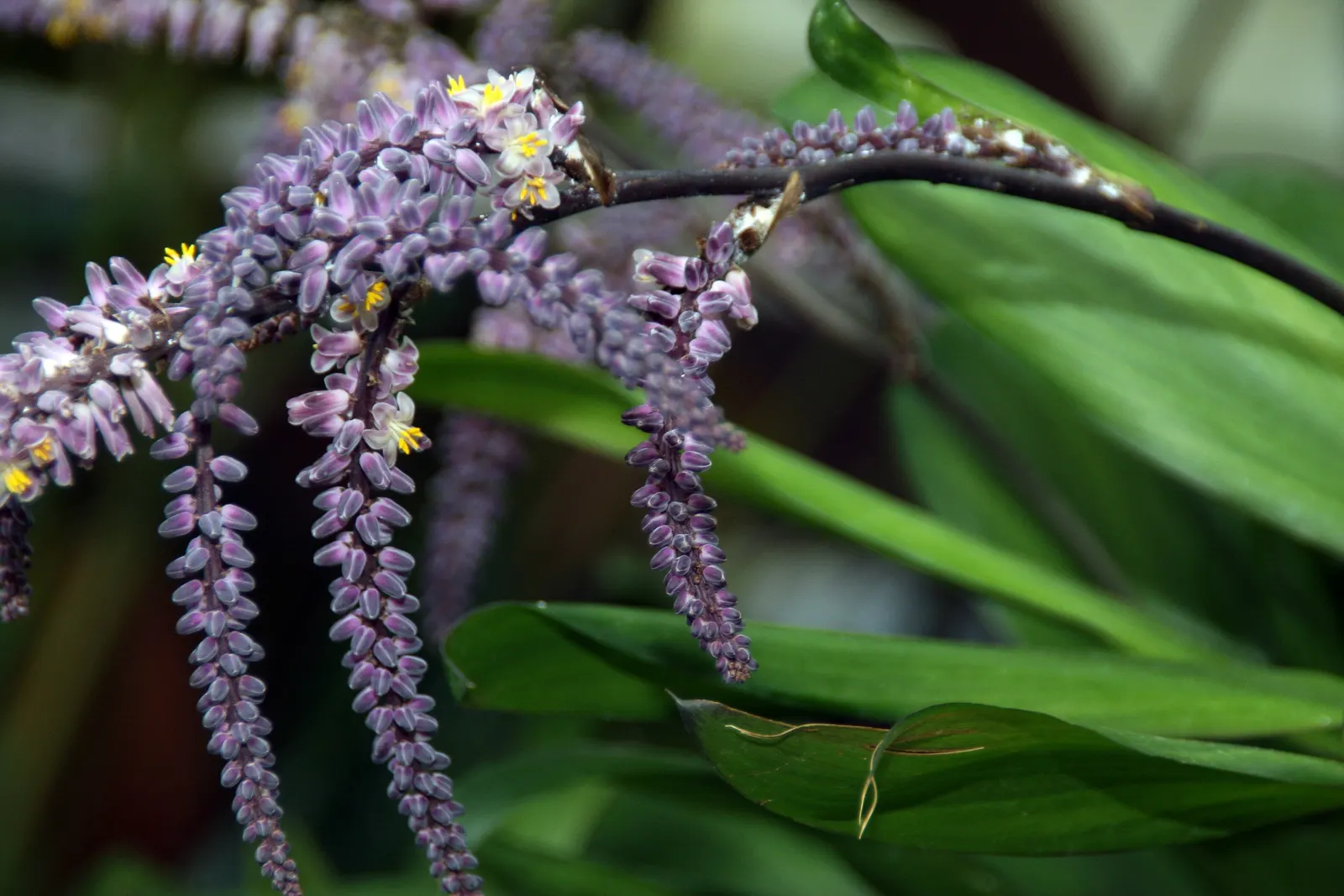 Hawaiian Ti Plant (Cordyline Terminalis) — vibrant leaves arching 1-2 ft long; consider placing it as a focal point or in groups to achieve a lush, image 32