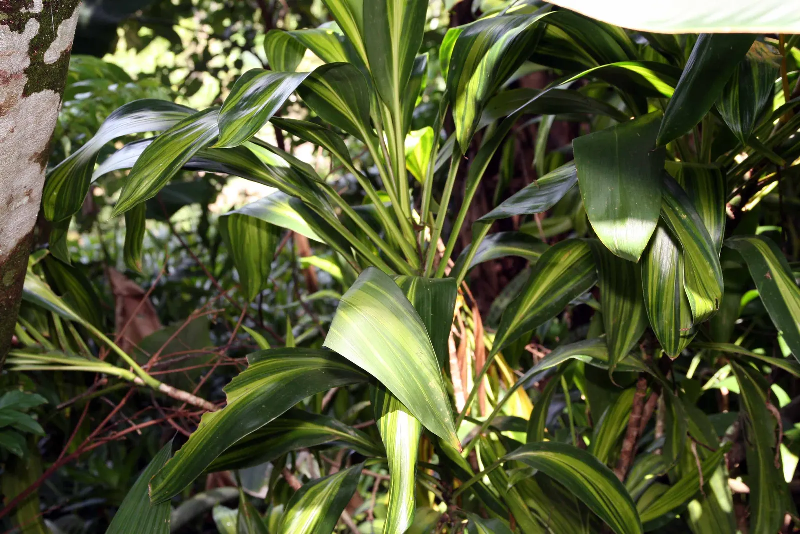 Hawaiian Ti Plant (Cordyline Terminalis) — perennial for full or half; regular watering to maintain evenly moist soil and an application of a, image 180