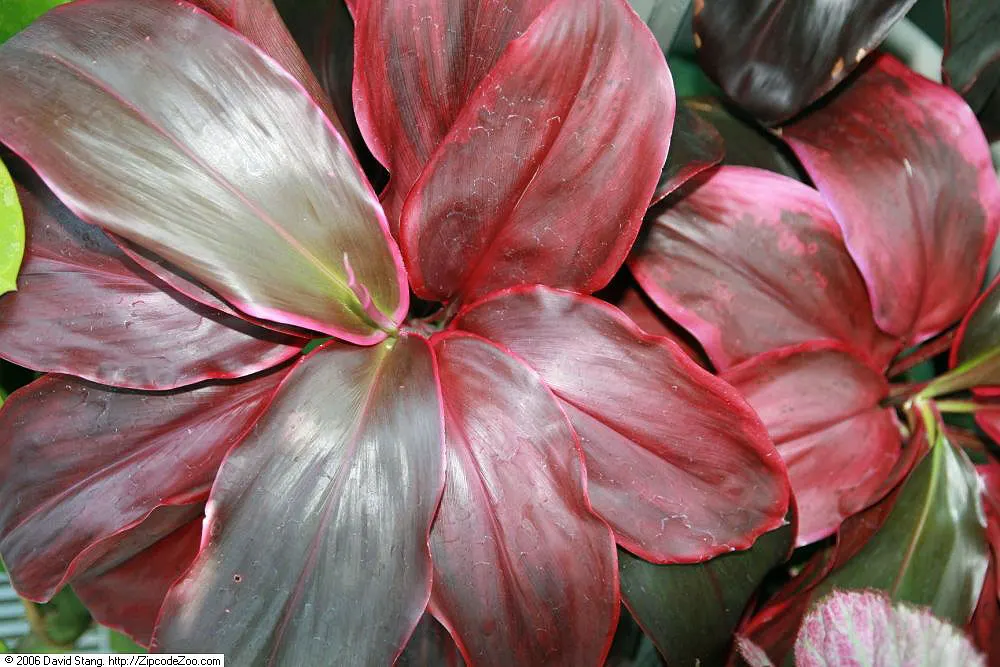 Hawaiian Ti Plant (Cordyline Terminalis) — consider placing it as a focal point or in groups to achieve a lush; enchanting both the client and, image 161