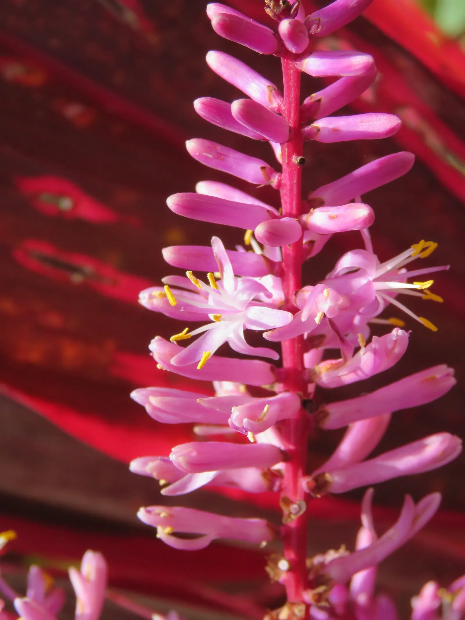 Hawaiian Ti Plant (Cordyline Terminalis) — Excellent for statement bordering or container planting, offering year-round foliage interest; from deep, image 141