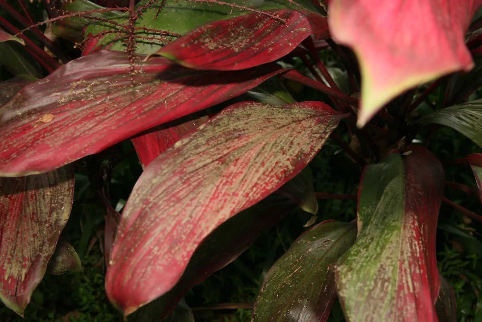 Hawaiian Ti Plant (Cordyline Terminalis) — this resilient and low-maintenance plant can become a captivating feature, image 148