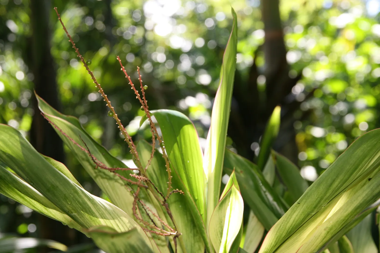 Hawaiian Ti Plant (Cordyline Terminalis) — perennial for full or half; regular watering to maintain evenly moist soil and an application of a, image 165