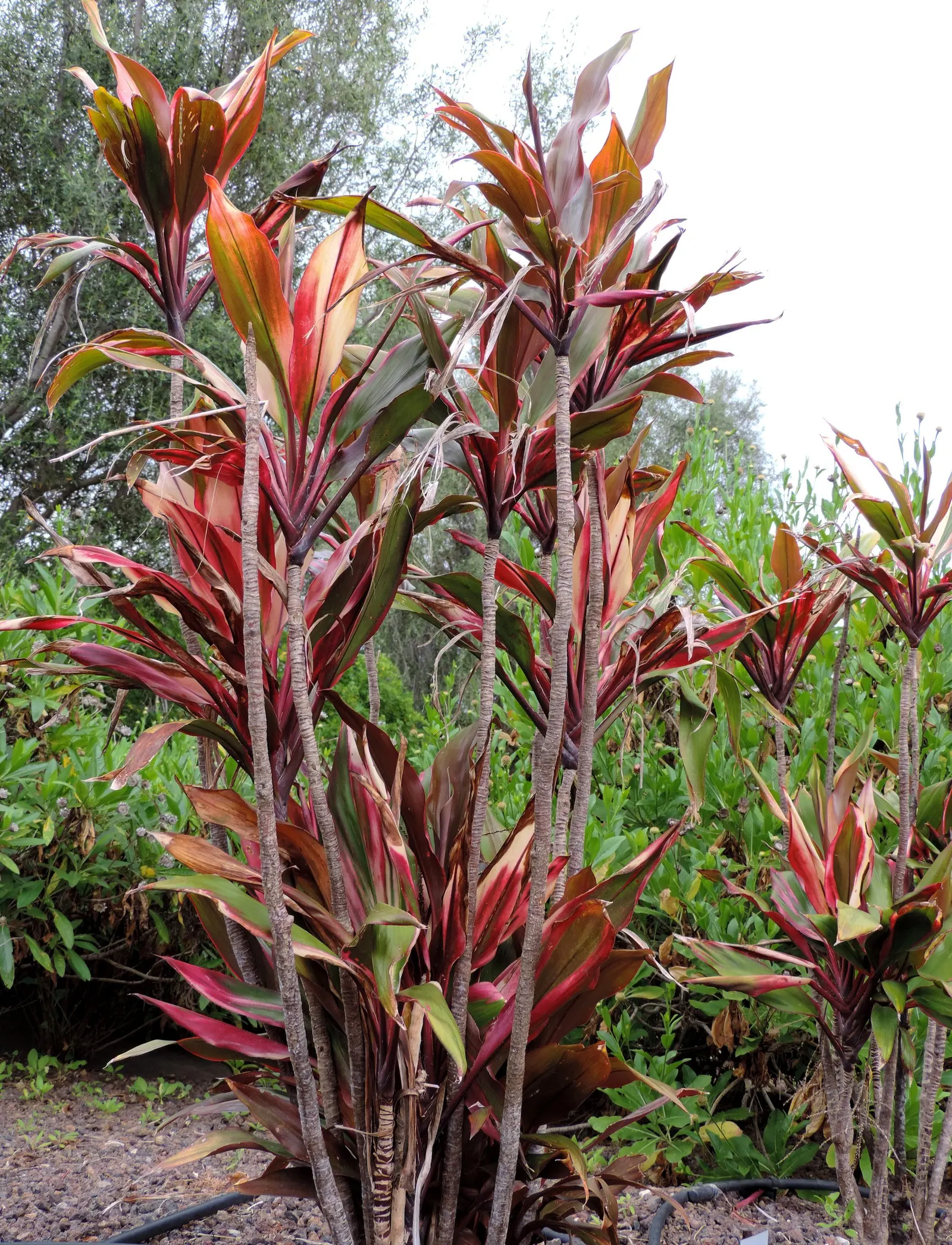 Hawaiian Ti Plant (Cordyline Terminalis) — This striking accent thrives in well-drained soil with moderate water