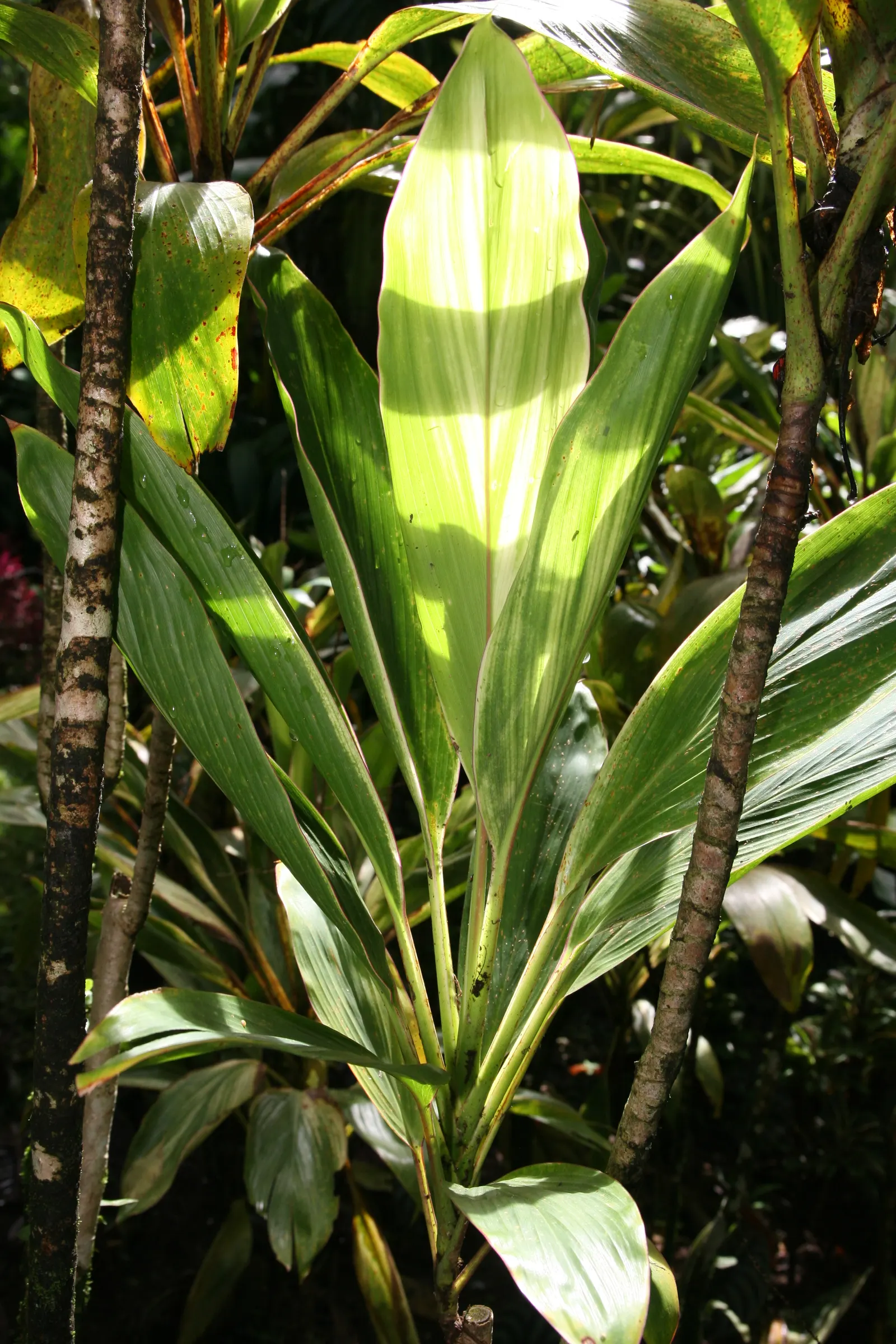 Hawaiian Ti Plant (Cordyline Terminalis) — Excellent for statement bordering or container planting, offering year-round foliage interest; from deep, image 126