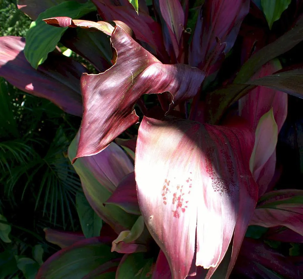 Hawaiian Ti Plant (Cordyline Terminalis) — This striking accent thrives in well-drained soil with moderate water; indicating suitability for warmer, image 199