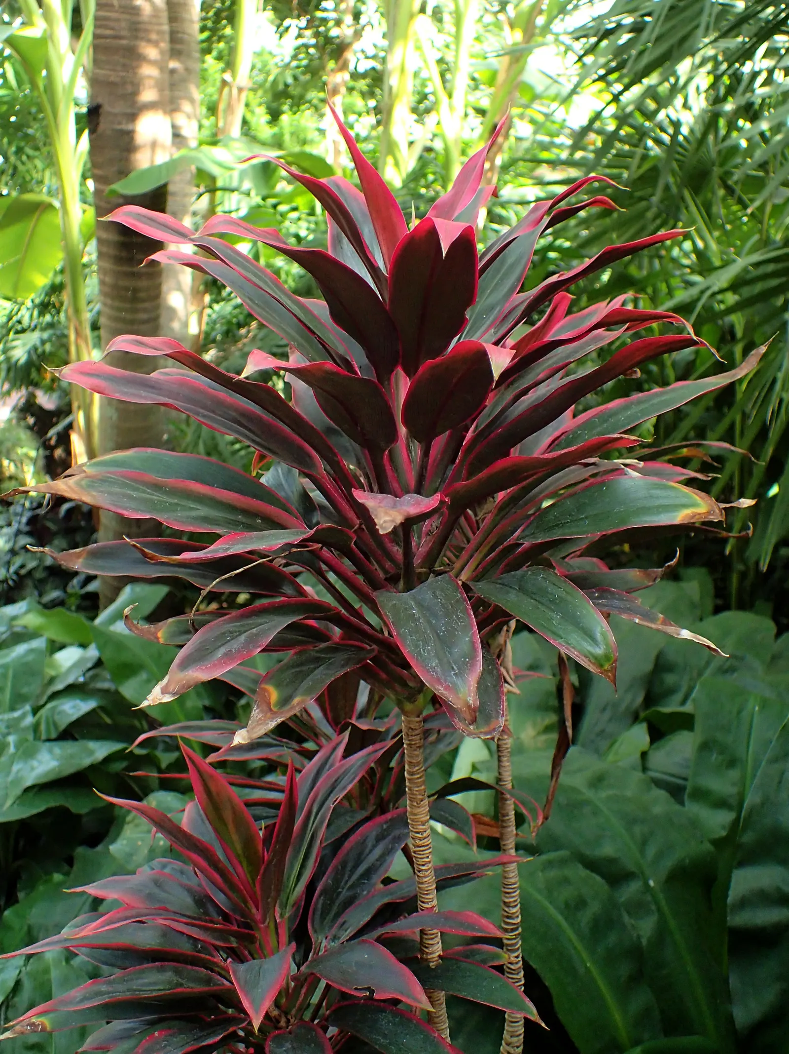 Hawaiian Ti Plant (Cordyline Terminalis) — This striking accent thrives in well-drained soil with moderate water; indicating suitability for warmer, image 34