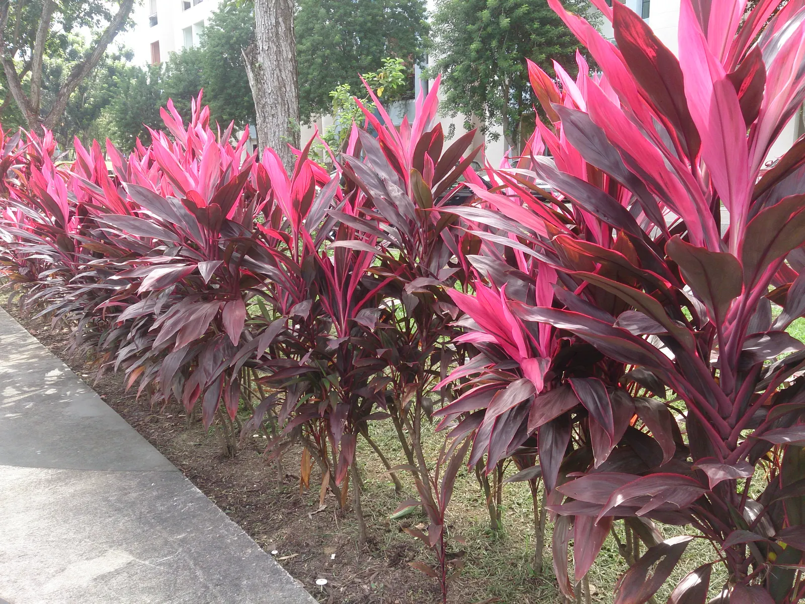 Hawaiian Ti Plant (Cordyline Terminalis) — Cordyline fruticosa (formerly known as Cordyline terminalis); imbues tropical flair with its evergreen, image 52