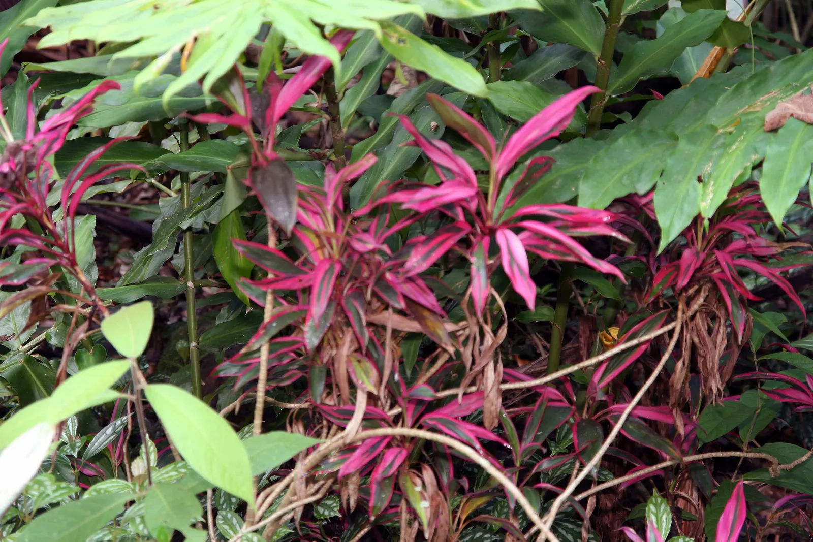Hawaiian Ti Plant (Cordyline Terminalis) — The foliage presents in a stunning array of hues, image 53