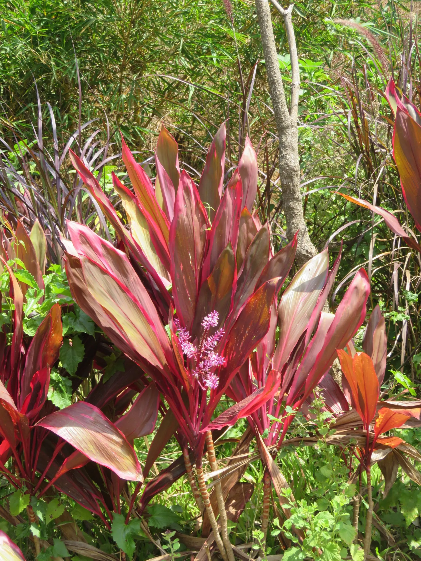 Hawaiian Ti Plant (Cordyline Terminalis) — Seasonal blooms, purple or white, appear atop 1 ft stalks; vibrant leaves arching 1-2 ft long, image 50