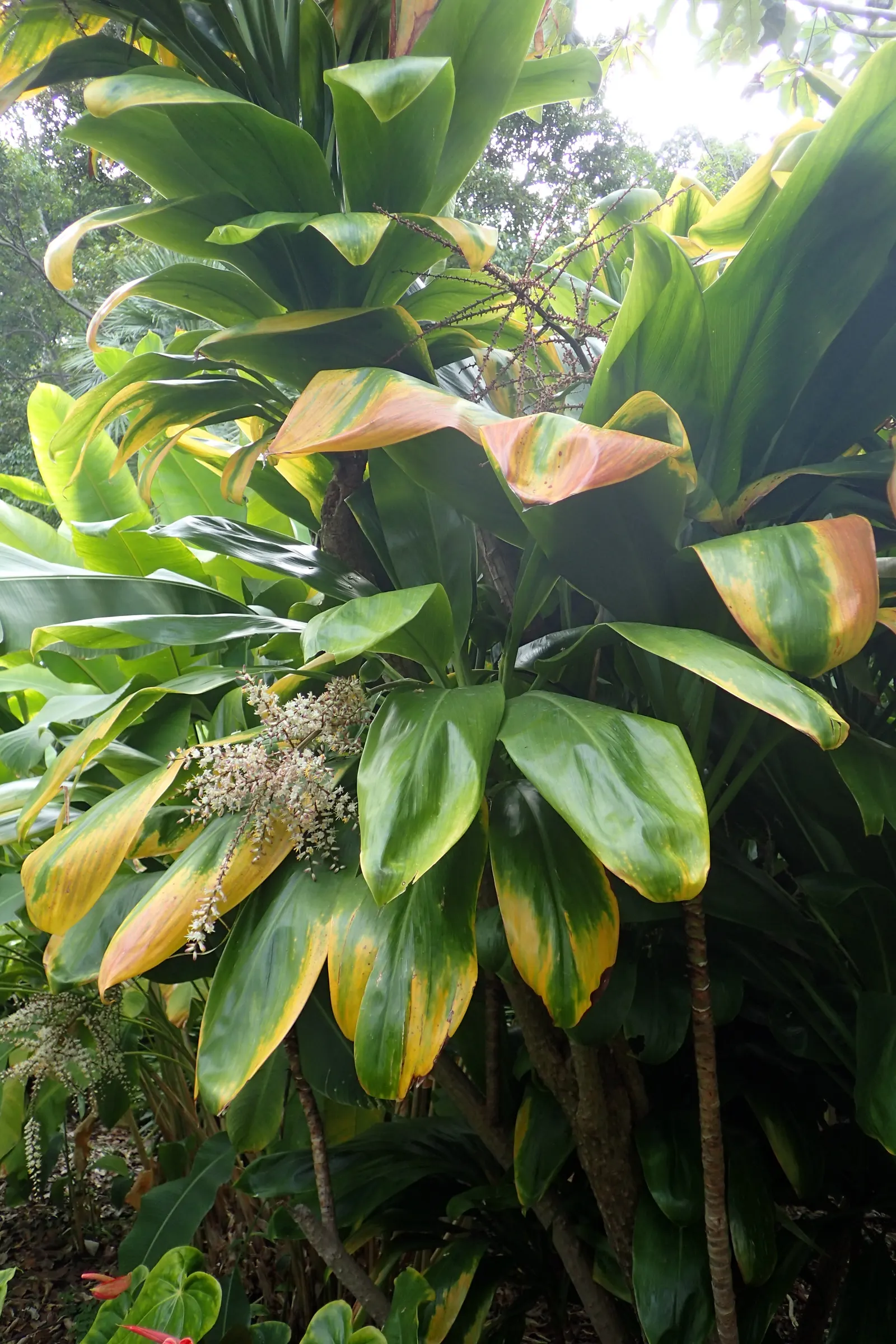 Hawaiian Ti Plant (Cordyline Terminalis) — vibrant leaves arching 1-2 ft long; consider placing it as a focal point or in groups to achieve a lush, image 92