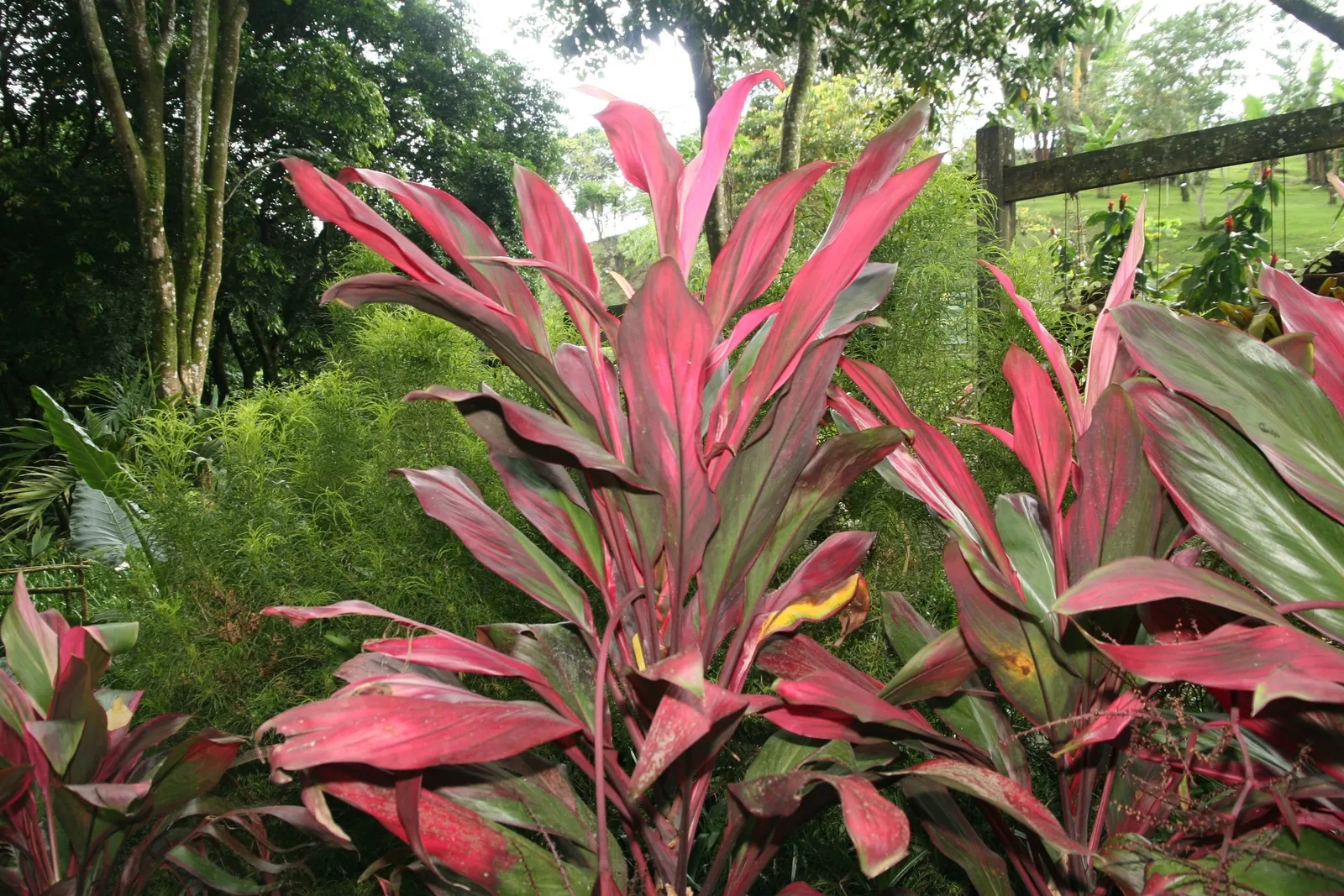 Hawaiian Ti Plant (Cordyline Terminalis) — vibrant leaves arching 1-2 ft long; consider placing it as a focal point or in groups to achieve a lush