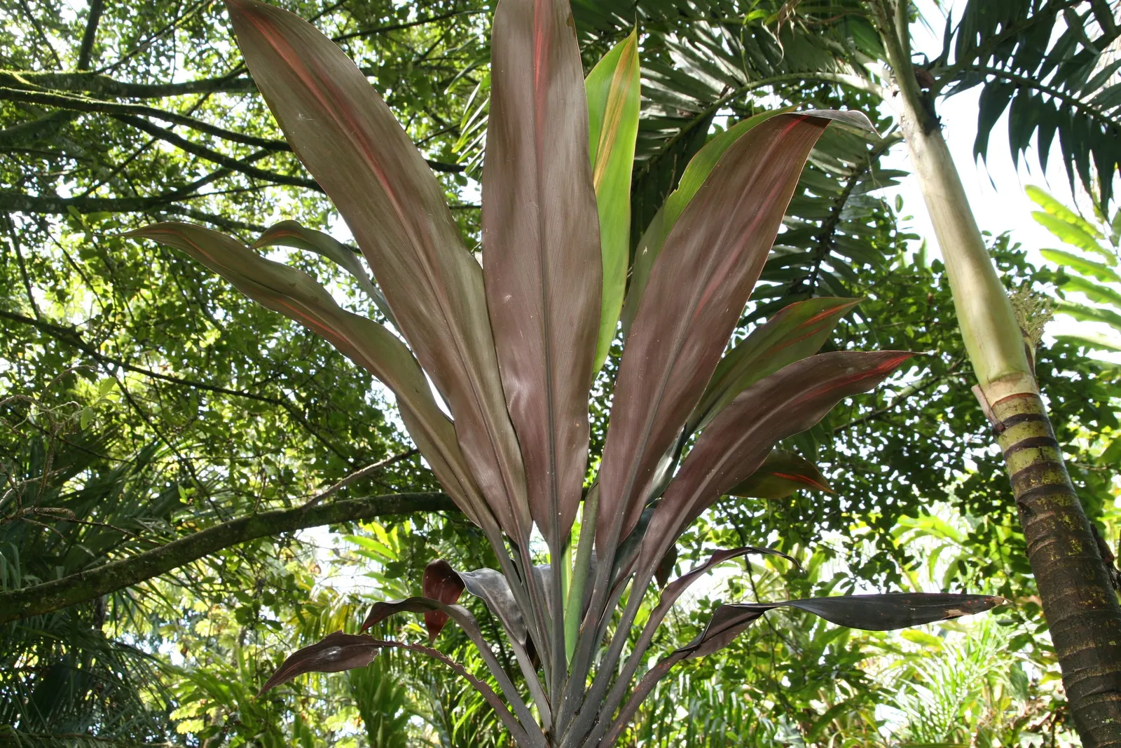 Hawaiian Ti Plant (Cordyline Terminalis) — Regular watering to maintain evenly moist soil and an application of a balanced; excellent for statement bordering