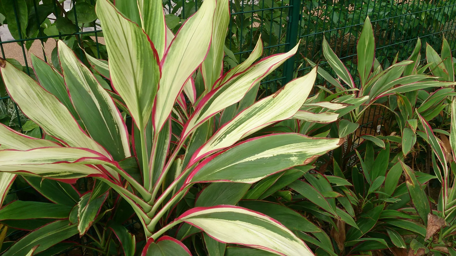 Hawaiian Ti Plant (Cordyline Terminalis) — Seasonal blooms, purple or white, appear atop 1 ft stalks; vibrant leaves arching 1-2 ft long, image 125