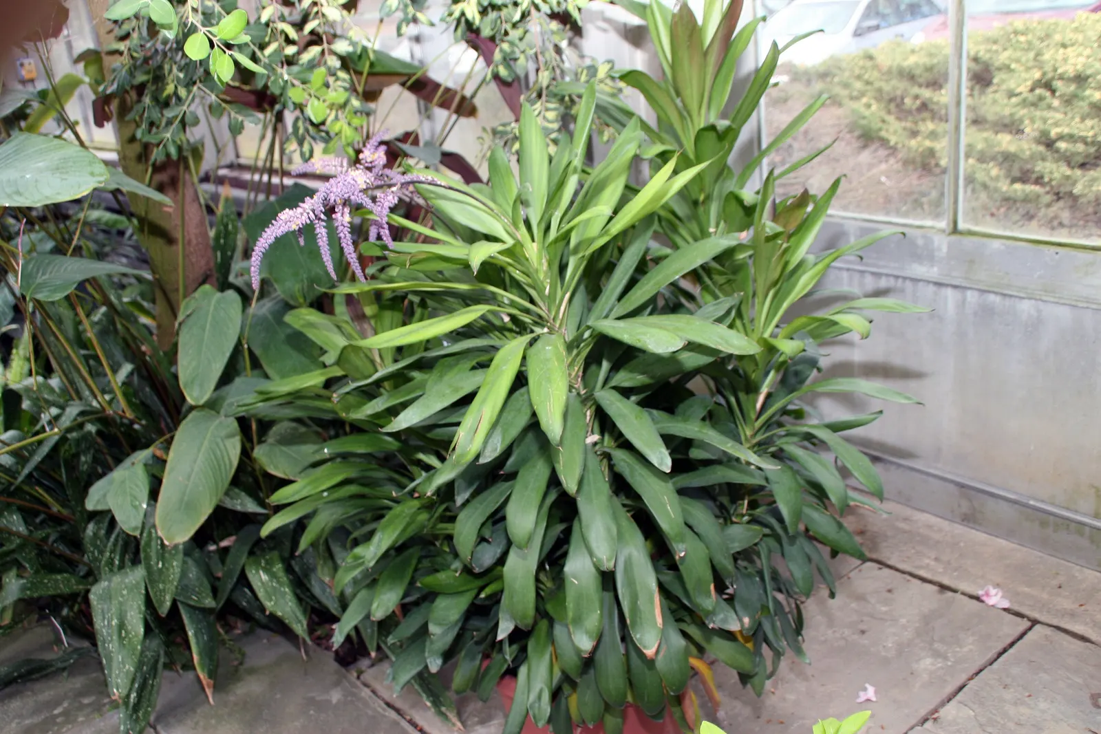 Hawaiian Ti Plant (Cordyline Terminalis) — Seasonal blooms, purple or white, appear atop 1 ft stalks; vibrant leaves arching 1-2 ft long, image 185