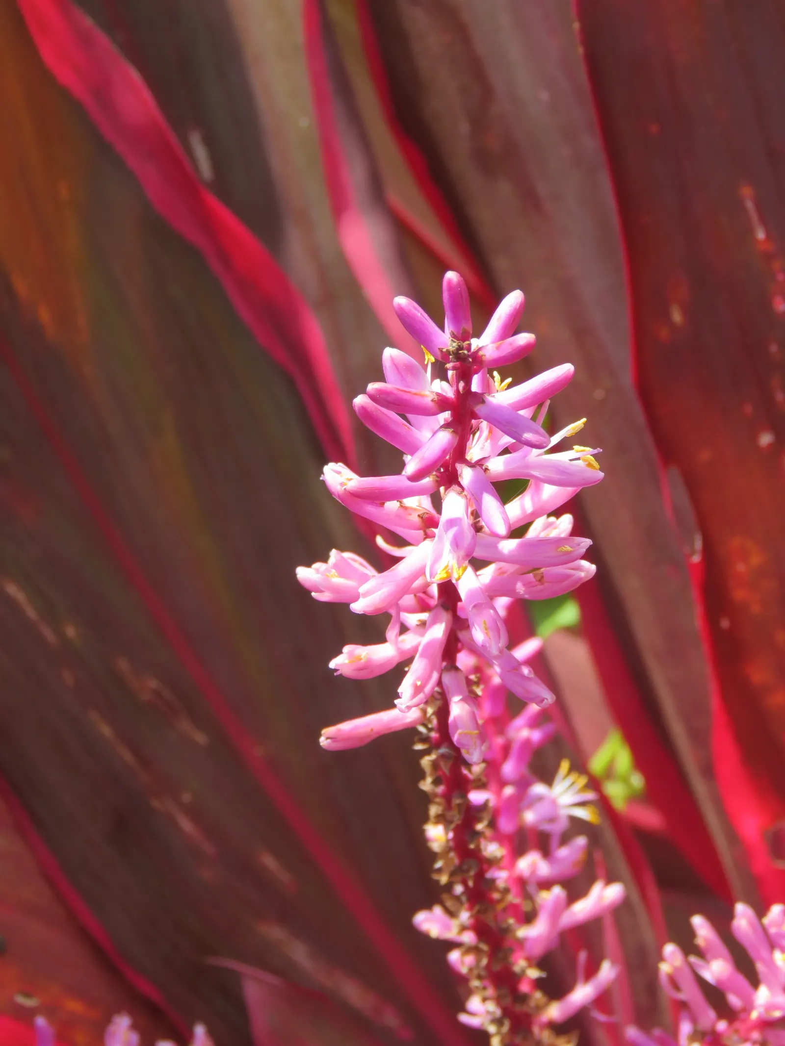 Hawaiian Ti Plant (Cordyline Terminalis) — Prefers indirect sunlight, growing 3-10 ft high and 2-4 ft wide at maturity, image 93