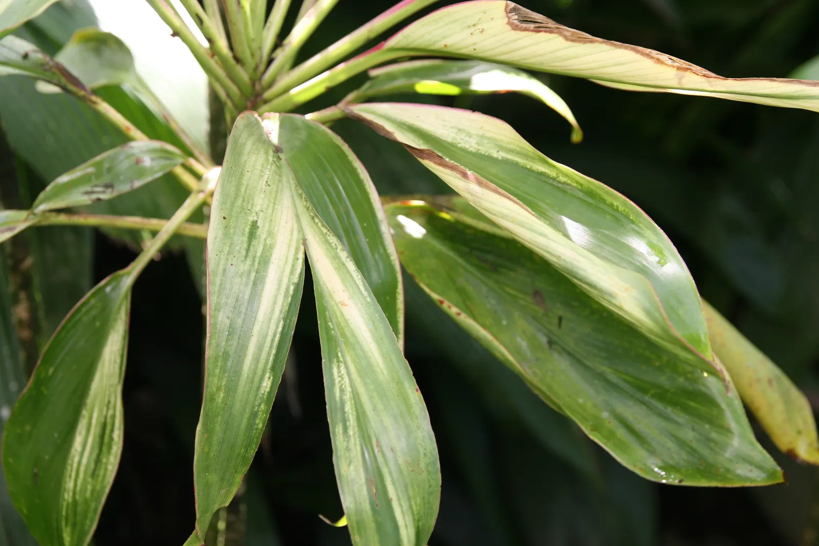 Hawaiian Ti Plant (Cordyline Terminalis) — Prefers indirect sunlight, growing 3-10 ft high and 2-4 ft wide at maturity, image 78
