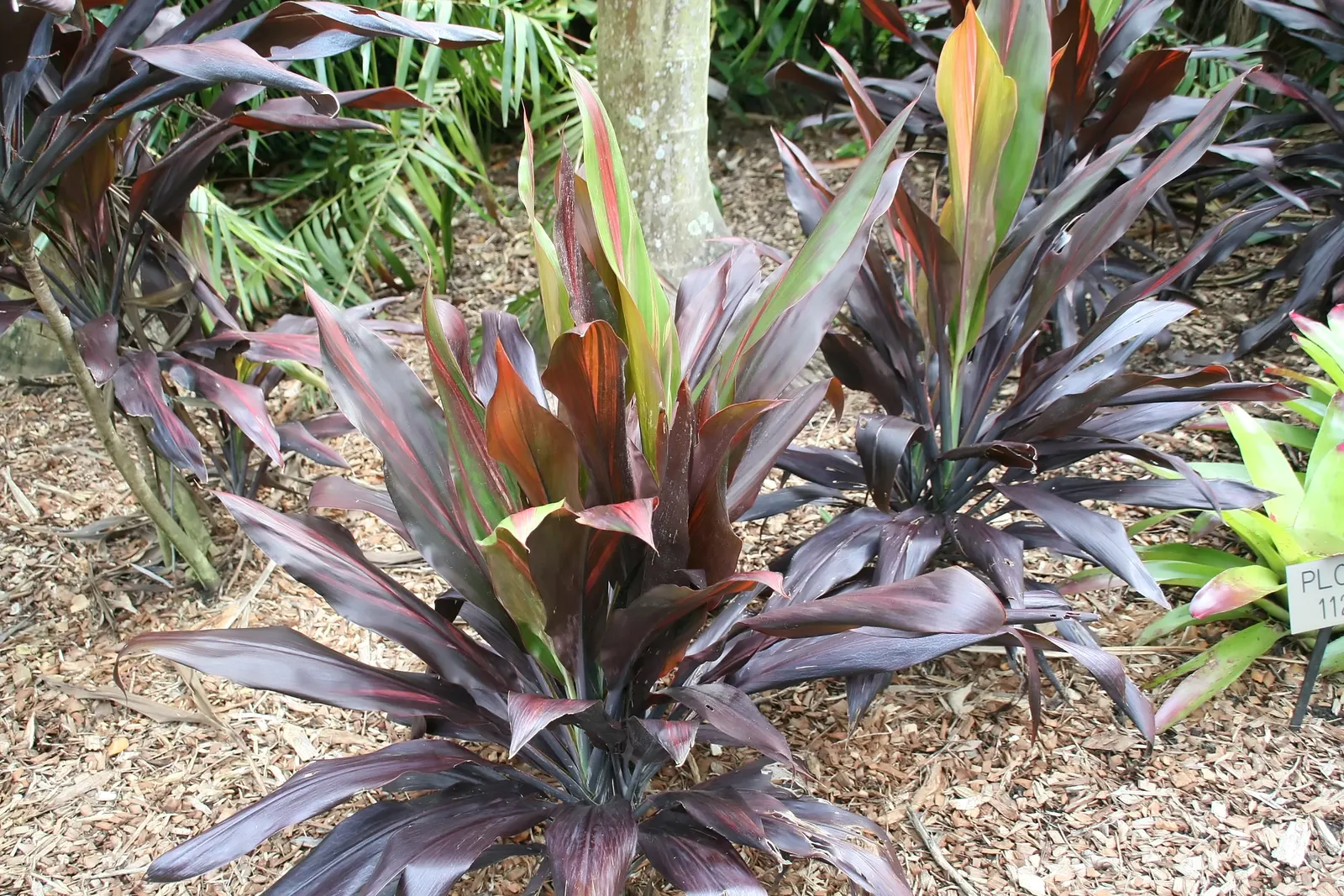 Hawaiian Ti Plant (Cordyline Terminalis) — indicating suitability for warmer climates or as a houseplant in cooler regions; cordyline fruticosa, image 145