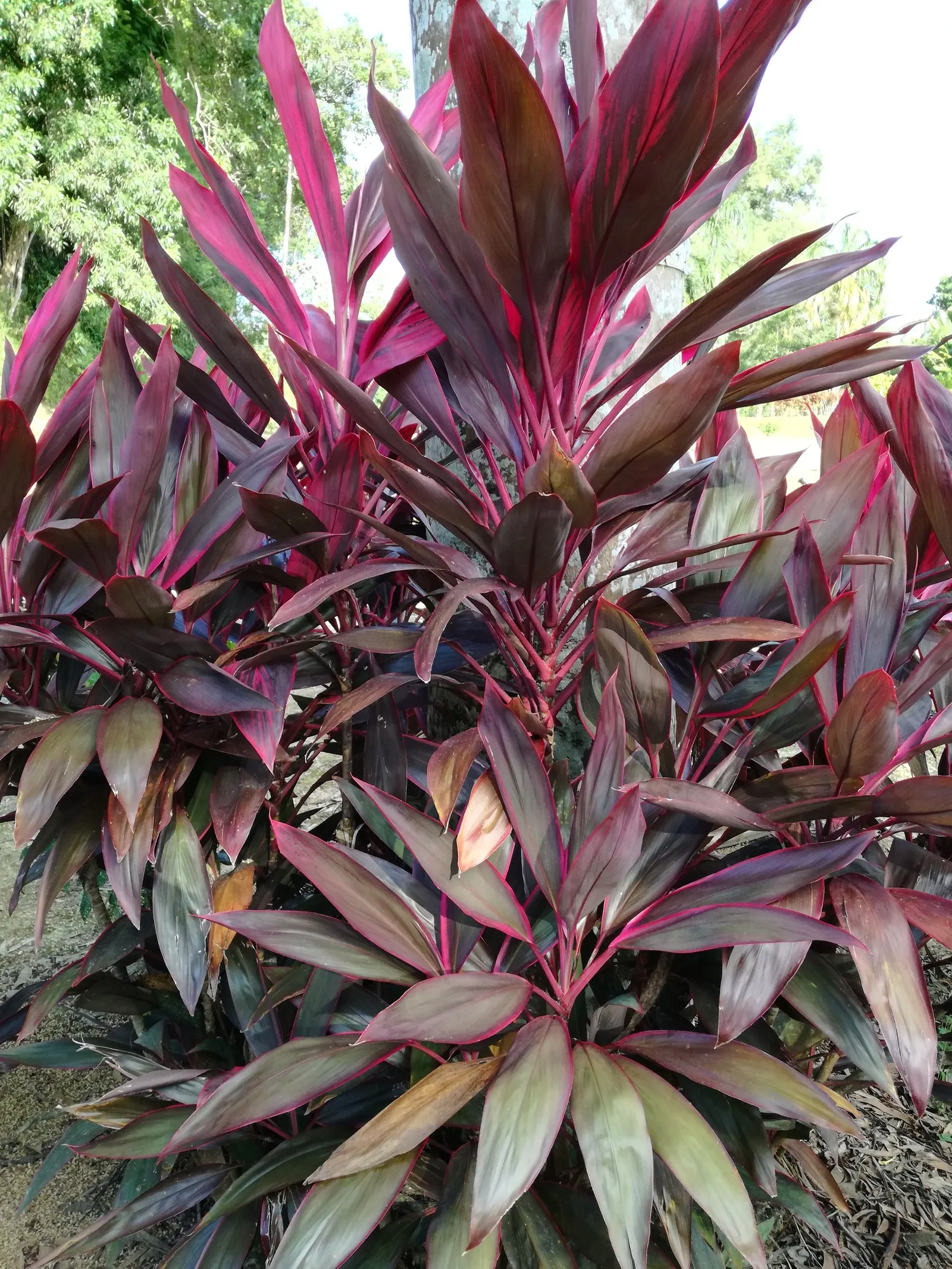 Hawaiian Ti Plant (Cordyline Terminalis) — Cordyline fruticosa (formerly known as Cordyline terminalis); imbues tropical flair with its evergreen, image 127