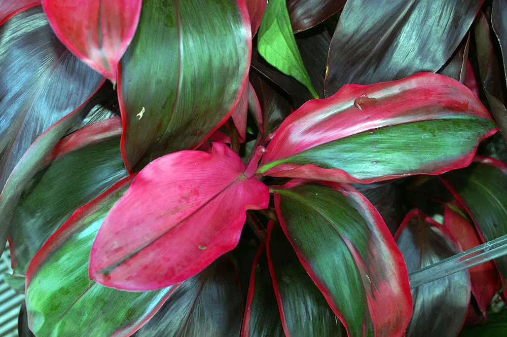 Hawaiian Ti Plant (Cordyline Terminalis) — The foliage presents in a stunning array of hues, image 98