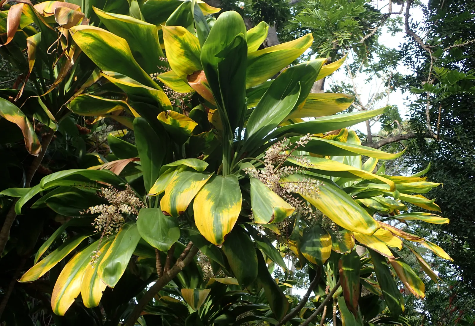 Hawaiian Ti Plant (Cordyline Terminalis) — The foliage presents in a stunning array of hues, image 68