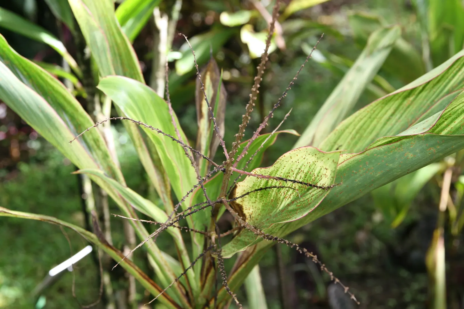 Hawaiian Ti Plant (Cordyline Terminalis) — Regular watering to maintain evenly moist soil and an application of a balanced; excellent for statement, image 162