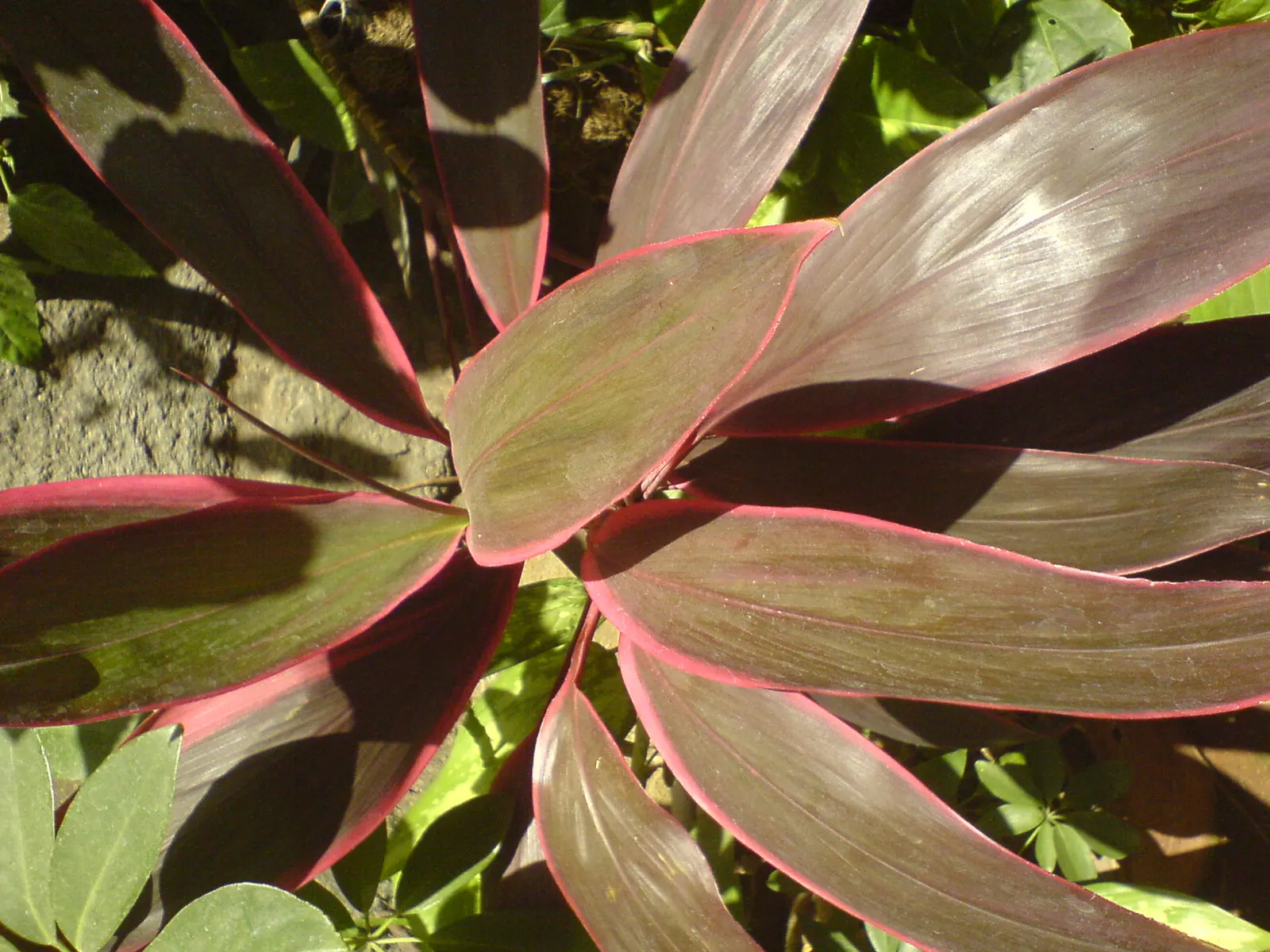 Hawaiian Ti Plant (Cordyline Terminalis) — from deep greens to variegated patterns of reds; perennial for full or half, image 189